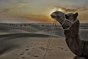 camel in desert